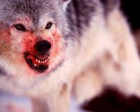 Сонник — волк: к чему снится во сне черный, белый, серый волк?